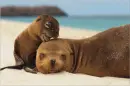 Animals showing love