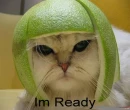 Kitty helmet