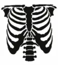 Ribcage1