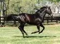 horse two 