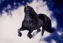 horse #34