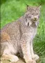 cat picts#48