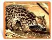cat pict #2