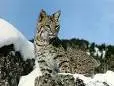 cat pict #7