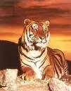 cat pict 19