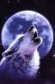 Wolf Howling