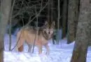 Wolf in Forest