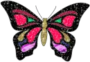 a rainbow butterfly