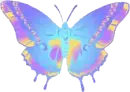 blue butterfly