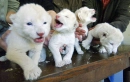 lions