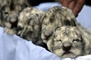 baby lions
