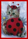 ladybug
