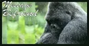 Silverback Contact Table
