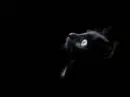 Black Cat