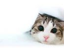 Kitty under Covers