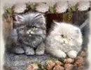 fluffy