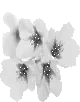 lovely flowers