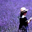 lavender
