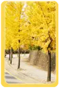 yellow trees with falling leaves
