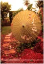 asian umbrella