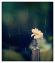 rain flower