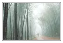 rain in a bamboo forest