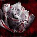 Blood rose