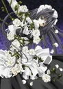 White Roses