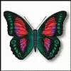 butterfly pics