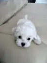 CUTE PUPPY