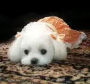 PUPPY ALL DRESSED UP