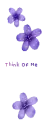 purple flowers