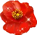 red poppy