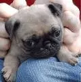 PUG
