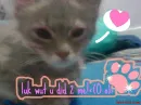 cute cute kitty 
