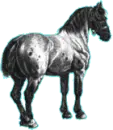 2nd black horse