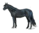 black horse3