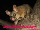 awesome possum