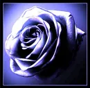 Blue Rose