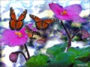playing butterflies