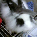 rabbit