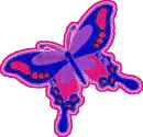 Bi Butterfly