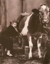 Lucille Ball, I Love Lucy, Vintage, Actress, cow