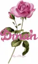 PINK ROSE DINAH
