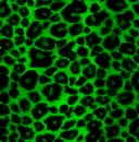 Green leopard