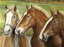horse