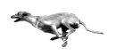 greyhound running