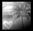 Palm Tree