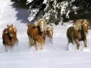 fire horse