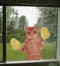 kitty